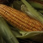 Barbecued Corn on the Cob with Chilli Lime Butter