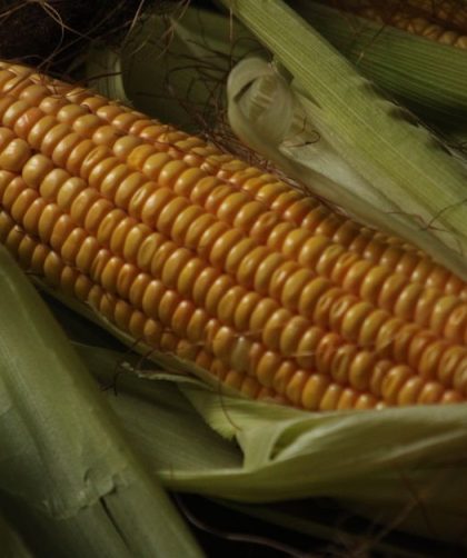 Barbecued Corn on the Cob with Chilli Lime Butter
