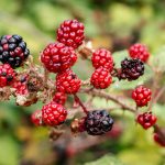 Blackberry Bakewell Tart: Crisp, Jammy and Almond-Rich