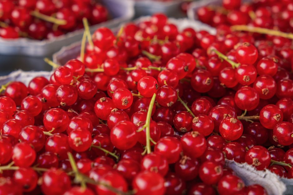 Close-up of fresh redcurrants