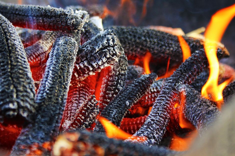 Corn cobs roasting over hot coals
