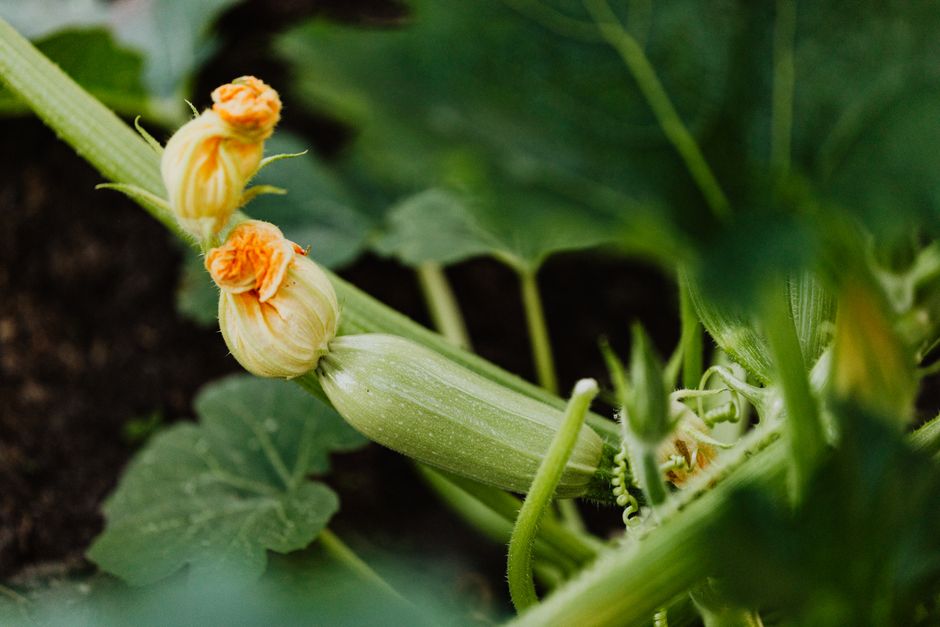 Vibrant zucchini plant with yellow blossoms in a lush garden setting, captured from a close perspective.