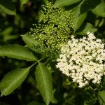 How to Make Elderflower Cordial at Home That Keeps Well