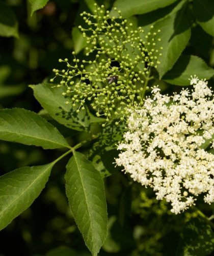How to Make Elderflower Cordial at Home That Keeps Well