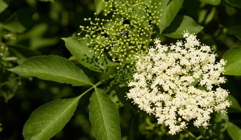 How to Make Elderflower Cordial at Home That Keeps Well How to Make Elderflower Cordial at Home That Keeps Well