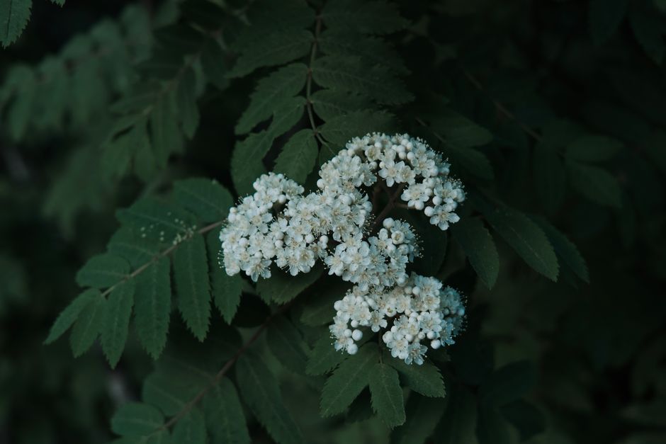 Elderflower blossom among dark green leaves