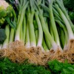 Leek and Potato Soup with Crispy Sage, Made Silky