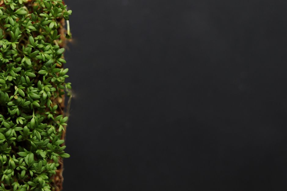 Fresh green cress plants with ample black space for text or design.