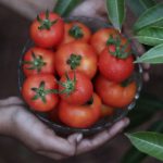 Tomato and Basil Panzanella That Stays Crisp