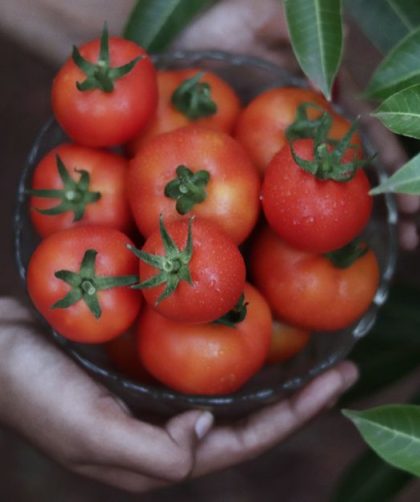 Tomato and Basil Panzanella That Stays Crisp