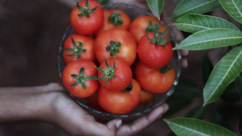 Tomato and Basil Panzanella That Stays Crisp Tomato and Basil Panzanella That Stays Crisp