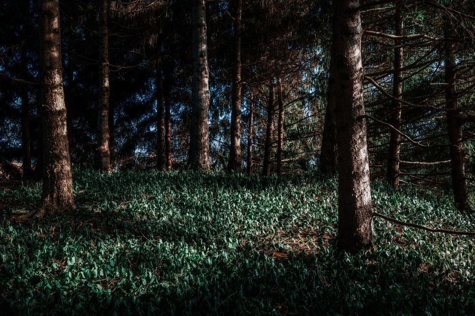 Wild garlic carpeting a woodland floor